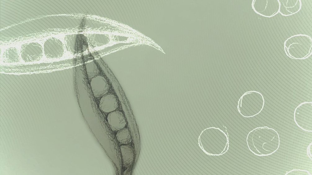 ORF/ISABELLE ORSINI ROSENBERG Illustration von Erbsenschoten.