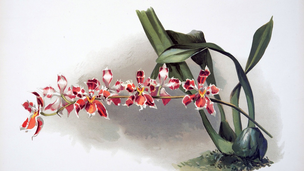NHM/SCHUMACHER Orchidee, gezeichnet