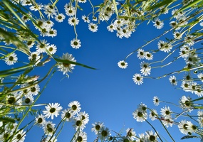 Gänseblümchen